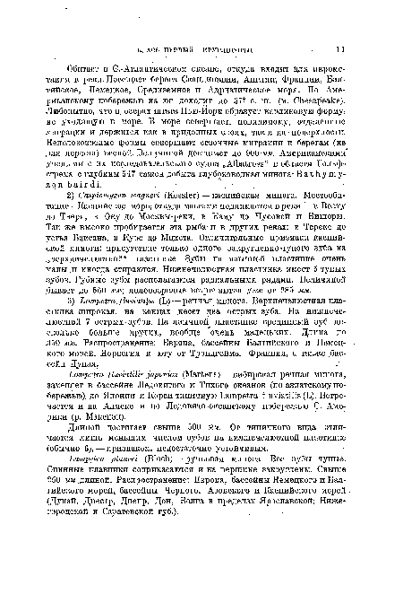 Длиной достигает свыше 500 мм. От типичного вида отличается лишь меньшим числом зубов на нижнечелюстной пластинке обычно 6), — признаком, недостаточно устойчивым.