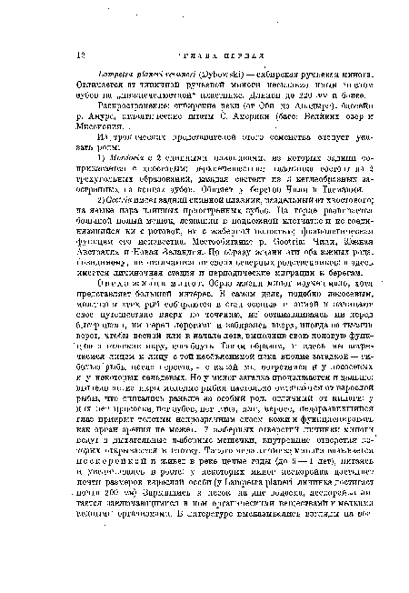 Распространение: сибирские реки (от Оби до Анадыря), бассейн р. Амура, атлантические штаты С. Америки (басс. Великих озер и .Миссисипи.