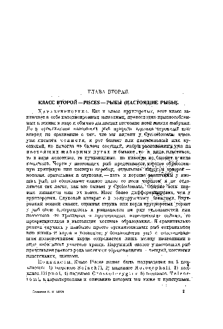 КЛАСС ВТОРОЙ—PISCES —РЫБЫ (НАСТОЯЩИЕ РЫБЫ).