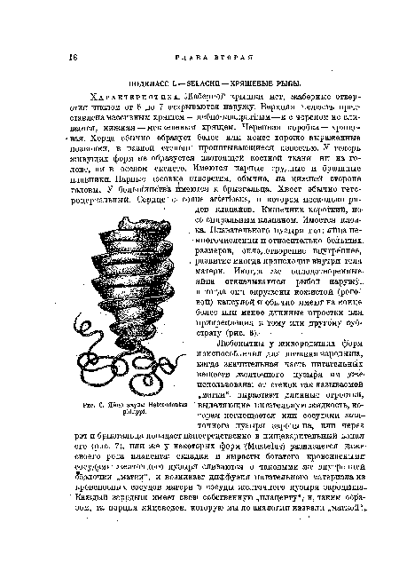 Любопытны у живородящих форм приспособления для питания зародыша, когда значительная часть питательных веществ желточного пузыря им уже использована: от стенок так называемой „матки“, вырастают длинные отростки,.