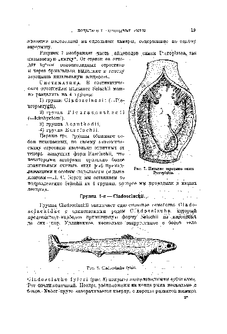 Рисунок 7 изображает часть яйцеводов самки Pteroplatea, так называемую „матку“. От стенок ее отходят пучки волосковидных отростков и через брызгальца выделяют в глотку зародыша питательную жидкость.