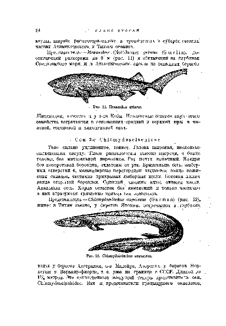 Тело сильно удлиненное, тонкое. Голова широкая, несколько-сплющенная сверху. Глаза расположены высоко кпереди, с боков, головы, без мигательной перепонки. Рот почти конечный. Ноздри без носоротовой бороздки, отделены от рта. Брызгальца есть, жаберных отверстий 6, межжаберные перегородки выдаются ввиде кожистых складок, частично прикрывая жаберные щели. Боковая линия ввиде открытой бороздки. Спинной плавник один, отнесен кзади. Анальный есть. Хорда остается без изменений и только частично в ней образуются хрящевые кольца тел позвонков.