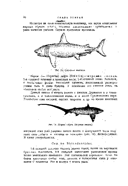 Морская лисица.)