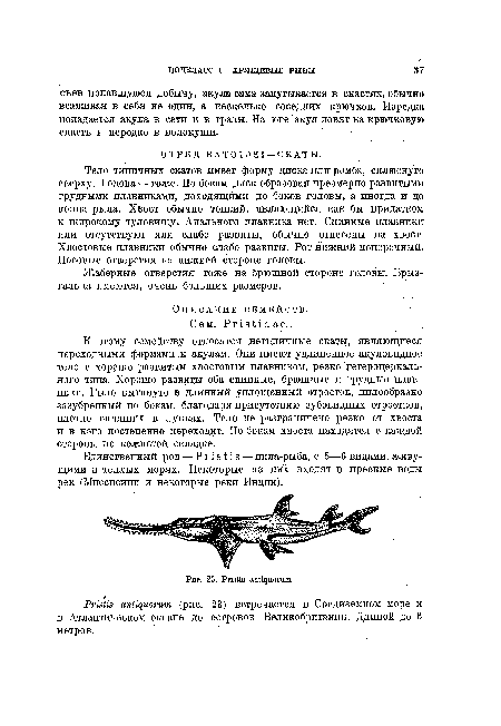 Жаберные отверстия тоже на брюшной стороне головы. Брыз-гальца имеются, очень больших размеров.