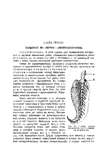 Грудной плавник Xeoceratodus. а и Ъ — первые два сегмента оси.