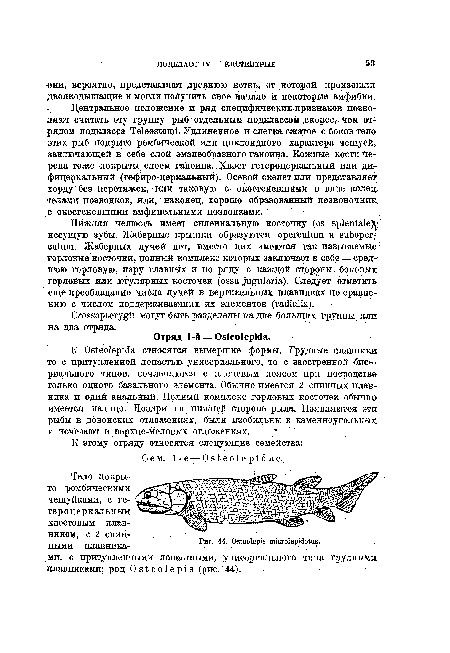 Тедо покрыто ромбическими чешуйками, с ге-тероцеркальным хвостовым плавником, с 2 спинными плавниками, с притупленными лопастными, унисериального типа грудными плавниками; род Osteolepis (рис. 44).