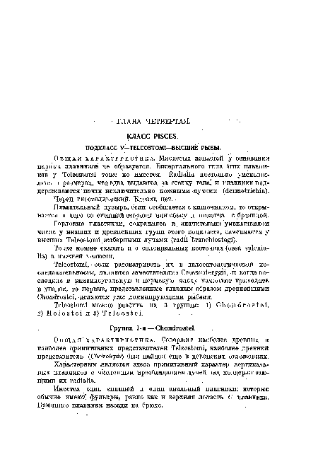 Общая характеристика. Мясистых лопастей у основания парных плавников не образуется. Бисериального типа этих плавников у Teleostomi тоже не имеется, Radi alia настолько уменьшились в размерах, что едва выдаются за стенку тела и плавники поддерживаются почти исключительно кожными лучами (dermotrichia).