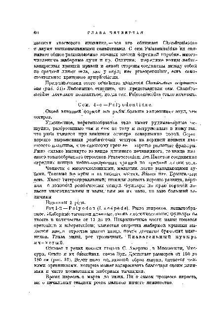 Челюсти с многочисленными, мелкими, легко выпадающими зубами. Таковые яге зубы и на небных костях. Языка нет. Брызгальца есть. Хвост 1гетероцбркальный; нижняя лопасть хорошо развита, верхняя—с полОсвйй ромбических чешуй. Фулькры по краю верхней лопасти многочисленны и малы, или же их мало, но зато большей величины.