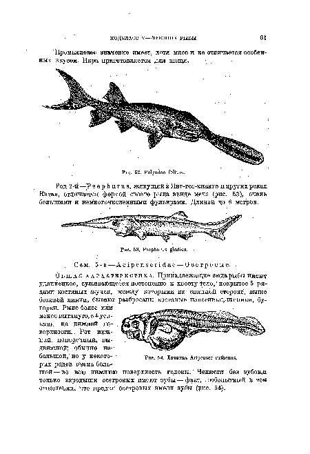 Общая характеристика. Принадлежащие сюда рыбы имеют удлиненное, суживающееся постепенно к хвосту тело, покрытое 5 рядами костяных жучек, между которыми на спинной стороне, выше боковой линии, бывают разбросаны костяные пластинки, шипики, бугорки. Рыло более или менее вытянуто, с 4 усиками на нижней поверхности. Рот нижний, поперечный, выдвижной; обычно небольшой, но у некоторых родов очень большой—во всю нижнюю поверхность головы. Челюсти без зубов,и только зародыши осетровых имеют зубы — факт, любопытный в том отношении, что предки осетровых имели зубы (рис. 54).