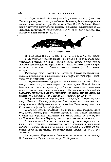 Распространение—к югу от устья р. Амура, по Татарскому проливу, Сахалин, Япония, у берегов Сев. Кореи, по американскому побережью — от C.-Франциско до р. Колумбии. Повидимому, этот вид и называют в р. Амуре „стерлядью“.