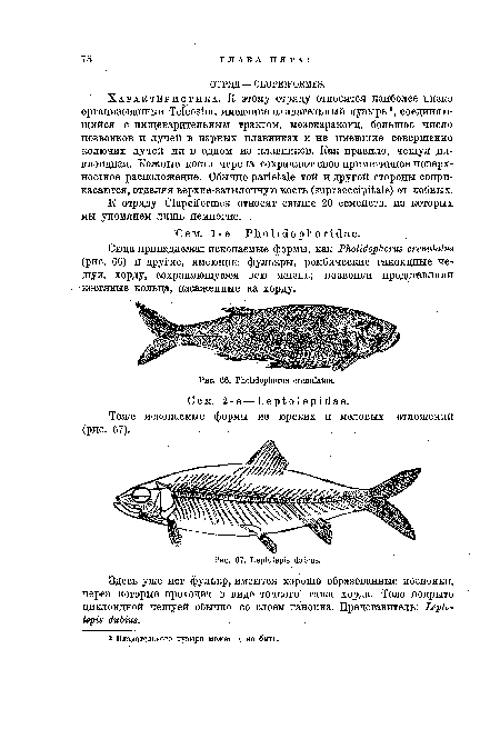 Сюда принадлежат ископаемые формы, как Pholidophorus crewulatus (рис. 66) и другие, имеющие фулькры, ромбические ганоидные чешуи, хорду, сохраняющуюся всю жизнь; позвонки представляли костяные кольца, насаженные на хорду.