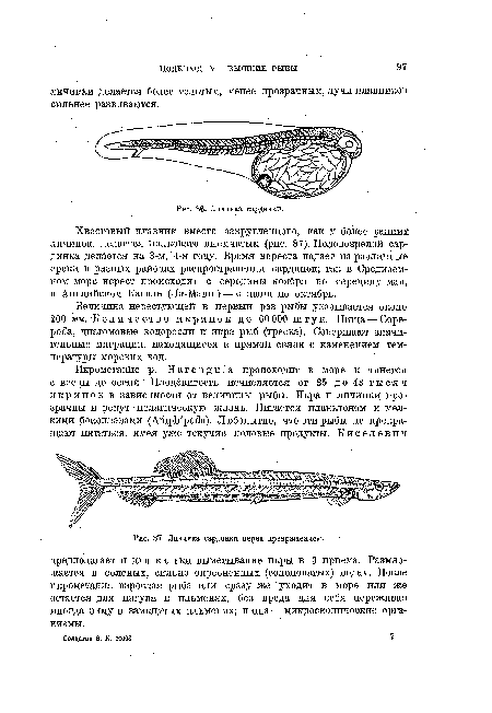 Личинка сардинки перед превращением.