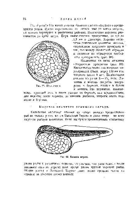 Личинка широта.