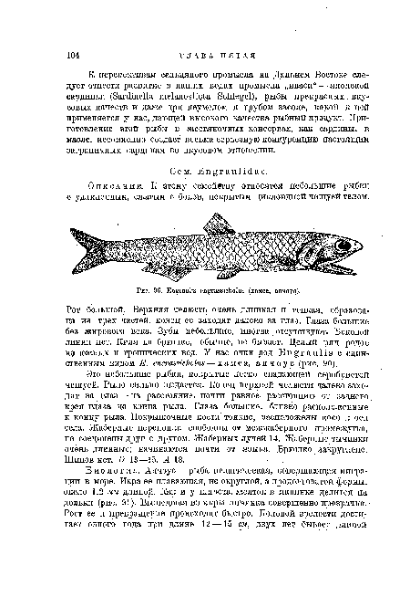 Это небольшие рыбки, покрытые легко спадающей Серебристой чешуей. Рыло сильно выдается. Конец верхней челюсти далеко заходит за глаз — на расстояние, почти равное расстоянию от заднего края глаза до конца рыла. Глаза большие, близко расположенные к концу рыла. Покрышечные кости тонкие, расположены косо к оси тела. Жаберные перепонки свободны от межжаберного промежутка, не соединены друг с другом. Жаберных лучей 14. Жаберные тычинки очень длинные; начинаются почти от языка. Брюшко закруглено. Шипов нет. В 13—15, Л 18.