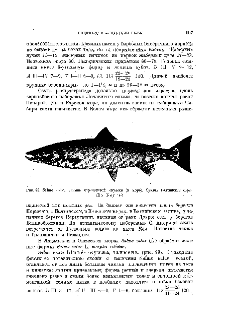 Лосось серебристой окраски (в море). Самец. Балтийское море.