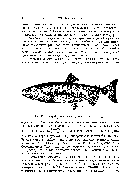 Половозрелая самка, i (По Б е р г"у.)