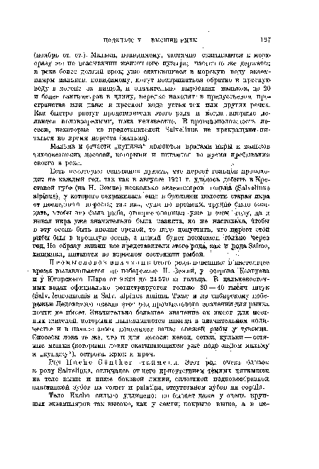 Есть некоторые основания думать, что нерест гольцов происходит не каждый год, так как в августе 1921 г. удалось добыть в Крестовой губе (на Н. Земле) несколько экземпляров гольца (Salvelinus alpinus), у которого сохранилась ёще в брюшной полости старая икра от последнего нереста; так как, судя по времени, трудно было ожидать, чтобы это была рыба, отнерестовавшая уже Зв этом году, да и новая икра уже значительно была развита, но не настолько» чтобы в эту осень быть вполне зрелой, то надо допустить, что нерест этой рыбы был в прошлую осень, а новый будет возможен только через год. До образу жизни все представители этого рода, как И рода Salmo, хищники, питаются во взрослом состоянии рыбой.