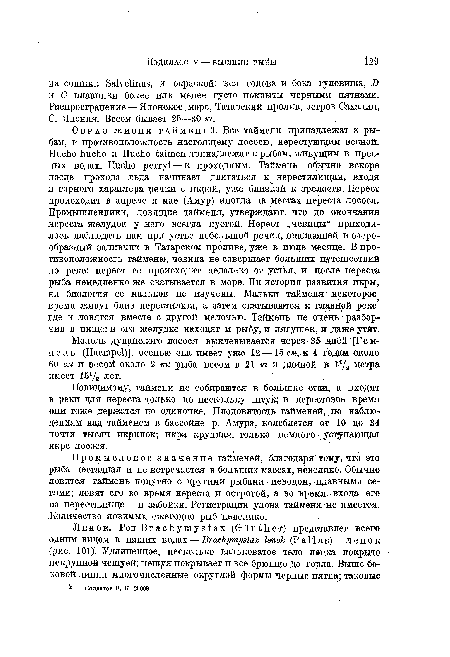 Повидимому, таймени не собираются в большие стаи, а входят в реки для нереста только по нескольку штук; в нерестовое время они тоже держатся по одиночке. Плодовитость тайменей, по наблюдениям над тайменем в бассейне р. Амура, колеблется от 10 до 34 почти тысяч икринок; икра крупная, только немного уступающая икре лосося.