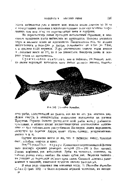 На нерестилища ленок приходит небольшими группами, и массового скопления рыбы наблюдать не приходится. История развития икры и мальков ленка не прослежена. Плодовитость его, по нашим наблюдениям в бассейне р. Амура, оценивается от 4 700 до 7 500, а в среднем 6 450 икринок. Икра значительно мельче икры лосося и достигает всего от 2 Д до 3 мм диаметром. Быстрота роста и возраст ленка не прослежены.