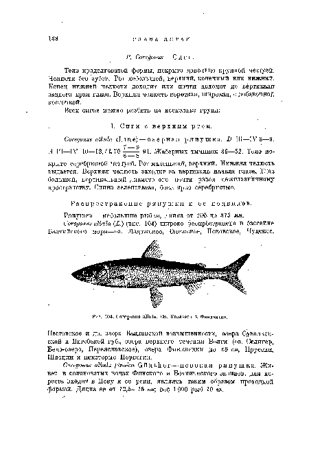 Тело продолговатой формы, покрыто довольно крупной чешуей. Челюсти без зубов. Рот небольшой, верхний, конечный или нижний. Конец нижней челюсти доходит или почти доходит до вертикали заднего края глаза. Верхняя челюсть короткая, широкая, с добавочной косточкой.