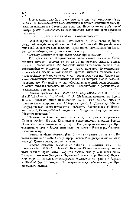 Близко к сем. Salmonidae, отличается от него более крупной, легко спадающей- чешуей, неполной боковой линией. Жировой плавник есть. Заднеслуховой косточки (opisto’ticnm) нет, последний позвонок не загибается, как у лососевых, кверху.