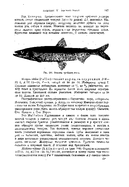 Географическое распространение — Берингово море, побережье Камчатки, Татарский пролив, р. Амур, по которому Mesopus olidus поднимается выше Хабаровска; по Уссури нами встречен в озерообразных расширениях реки (быть может, образует там жилую форму); Сахалин, Сев. Япония и Сев. Корея.