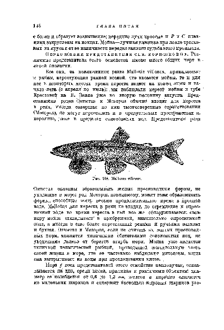 Образ жизни представителя сем. корюшковых. Различные представители этого семейства имеют много общих черт в своей биологии.