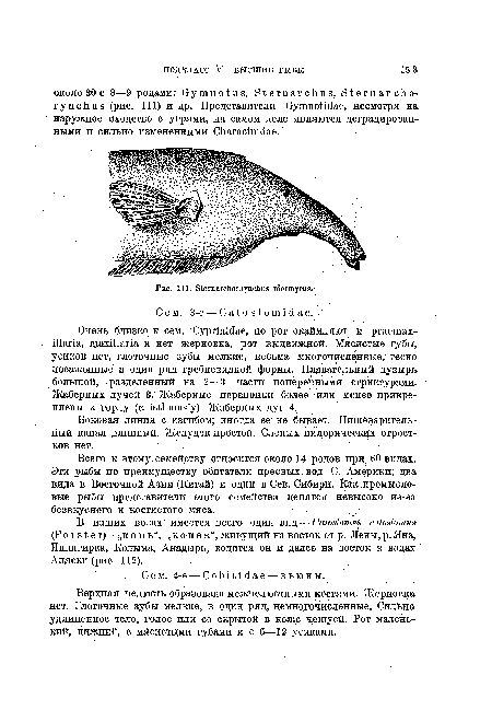 Боковая линия с изгибом; иногда ее не бывает. Пищеварительный канал длинный. ЖелуДок простой. Слепых пилорических отростков нет.