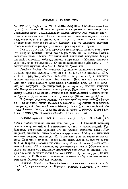 Род L е и с i s с u s. Тело продолговатое, покрыто мелкой или крупной чешуей. Боковая линия слегка изогнута книзу, полная. Голова, несколько сжата с боков. Рот маленький, конечный, полунижний или нижний. Глоточные зубы двурядные с крючком. Жаберные тычинка короткие, немногочисленные. Спинной плавник над брюшными, с 7—9» ветвистыми лучами, А с 7—11. Киля на брюхе нет.