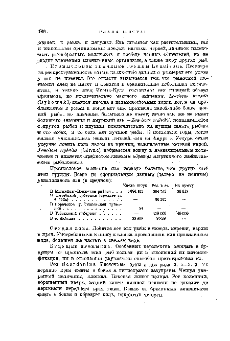 Род Scardinius. Глоточные зубы в два ряда 3. 5—5. 3, их .верхние края сжаты с боков и пилообразно зазубрены. Чешуя умеренной величины, плотная. Боковая линия полная. Рот конечный, -обращенный вверх, задний конец нижней челюсти не доходит до .вертикали переднего края глаза. Брюхо за брюшными плавниками «сжато с боков и образует киль, покрытый чешуей.