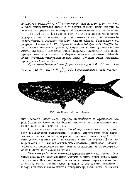 Образ жизни чехони. По образу жизни чехонь относится тоже к обитателям солоноватых и сильно опресненных вод; встречается в массах главным образом в области южных морей СССР близ устьев крупных рек, направляясь в них для нереста. Если она встречается и в пресных озерах, как Ладожское, Онежское, Ильмень и Белое, то количество ее там весьма ограничено (в Белоозере чехони вылавливают около 65 000 кг).