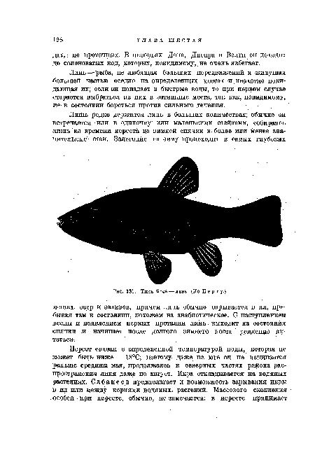 Линь—рыба, не любящая больших передвижений и живущая большей частью оседло на определенных местах и неохотно покидающая их; если он попадает в быстрые воды, то при первом случае старается выбраться из них в затишные места, так как, повидимому, не в состоянии бороться против сильного течения.