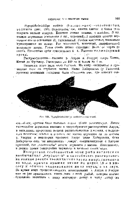 Распространение — бассейн р. Амура и Уссури; озеро Ханжа, Китай до Фу-чжоу. Размерами до 100 см и весом до 8 кг.