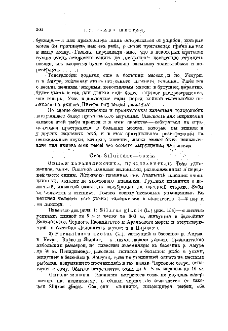 Толстолобик водится еще в больших массах , и по Уссури, и в Амуре, исключая лишь его самого нижнего течения. Рыба эта с весьма нежным, жирным, некостлявым мясом; в будущем, вероятно, будет иметь в том или другом виде более широкое распространение, чем теперь, Уже в последние годы перед войной толстолобик появился на рынках Питера под видом „максуна“.