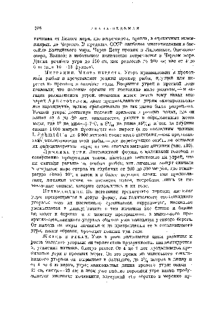 Превращение. По истечении трехлетнего периода личинки угря превращаются в новую форму, так называемого стекловидного угорька: тело их постепенно . суживается, округляется, несколько уменьшается в длину; вместе с тем личинки все ближе и ближе подходят к берегам и к моменту превращения в маленького прозрачно-стекловидного угорька обычно уже находятся у самого берега. От выхода из икры личинки и до превращения ее в стекловидного угря, таким образом, проходит полных три года.