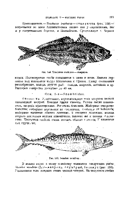 Описание. Удлиненное, веретеновидное тело покрыто мелкой циклоидной чешуей. Боковая линия имеется. Голова почти коническая, спереди приостренная. Рот очень большой. Жаберные отверстия большие; жаберные перепонки не соединены, свободны от 18ишш8’а; жаберные тычинки обычно длинные. 2 спинных плавника; позади второго несколько мелких плавничков, таковые же и позади А плав- ника. Хвостовой стебель очень тонкий, обычно с килем; V плавники под грудными.