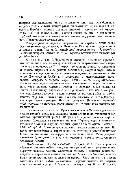 Образ жизни. ;В Черном море скумбрия совершает правильные миграции с юга на север и в обратном направлении вдоль берегов и в зависимости от t° и ветров, то приближается, то удаляется от берега. Нерестует она ранней весной в Мраморном море, откуда в апреле месяце двигается в северо-западном направлении к берегам Болгарии и СССР и в восточном к анаТолийскому побережью. Макрель в Черном море, значит, лишь Откармливается. Питается она здесь исключительно планктоном и ведет пелагический образ жизни, держась,- обычно, в верхних слоях воды, но иногда, повидимому, опускается и в придонные слои, ибо в желудке макрели Атлантического океана находят и мелких рыбок и рыбью молодь, изредка и моллюсков. На зиму макрель уходит , в Мраморное море, где и нерестует. Икра ее пловучая. Биология черноморской макрели не изучена. Образ жизни £. japonices тоже совершенно не изучен.