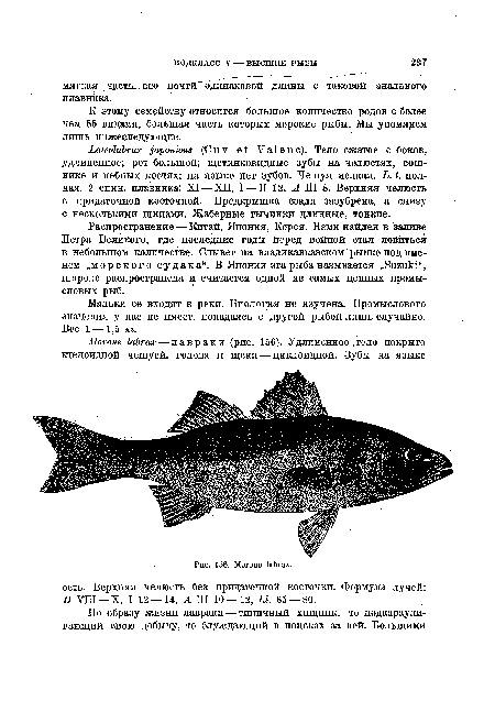 Распространение—Китай, Япония, Корея. Нами найден в заливе Петра Великого, где последние годы перед войной стал ловиться в небольшом количестве. Слывет на владикавказском рынке под именем „Морского судака“. В Японии эта рыба называется „Suzuki“, широко распространена и считается одной из самых ценных промысловых рыб.