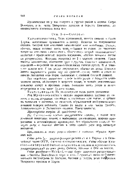 Промышляют их у нас попутно с другой рыбой в заливе Петра. Великого, в ю. части Татарского пролива и берегов Камчатки, но специального промысла пока нет.