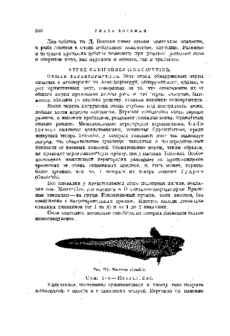 Лов зубатки на Д. Востоке имеет совсем маленькое значение, и рыба ловится в очень небольшом количестве, случайно. Развитие в будущем промысла зубатки возможно при условии развития лова в открытом море, как ярусного и сетного, так и тралового.