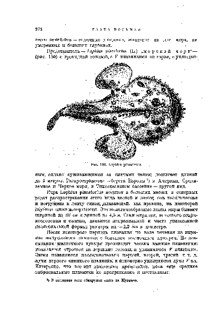 Икра ЬорЬшв р18са1;огщ8 носится в больших массах в северных водах распространения этого вида весной и летом; она пелагическая и погружена в ленту слизи, .плавающей, как правило, на некоторой глубине ниже поверхности. Эти желатинообразные ленты икры бывают шириной до 30 ем и длиной до 4,5 м. Сами икринки, от тесного соприкосновения и сжатия, делаются неправильной и часто уплощенной полигональной формы; размеры их — 2,2 мм в диаметре.