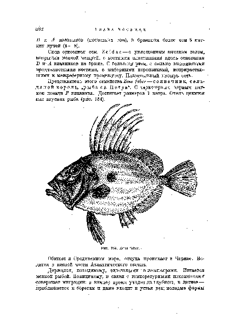 Сюда относится сем. Zeidae — с уплощенным высоким телом, покрытым мелкой чешуей, с костными пластинками вдоль основания В и- А плавников на брюхе. С большим ртом, с сильно выдвижными предчелюстными костями, с жаберными перепонками, неприрастающими к межреберному промежутку. Плавательный пузырь есть.