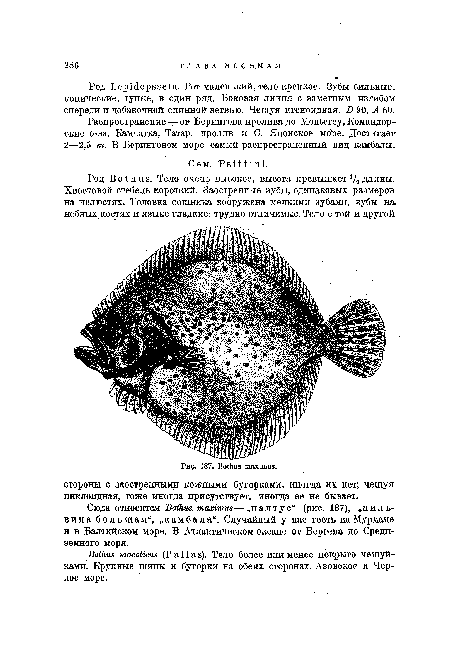 Сюда относится Bothus maximus—„палтус“ (рис. 187), „пиль-вина большая“, „камбала“. Случайный у нас гость наМурмане и в Балтийском море. В Атлантическом океане от Бергена до Средиземного моря.