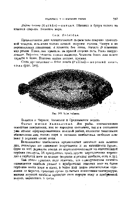 Продолговатое .или эллиптической формы тело покрыто ктеноид-ной чешуей, исключая только слепой стороны головы. Чешуя и на вертикальных плавниках. А плавник без шипа. Начало В плавника над .рылом. Глаза, как правило, на правой стороне тела. Рыло закругленное. Верхняя челюсть сильно выдается. Челюсти более или менее скрыты в коже. Боковая линия полная, прямая.