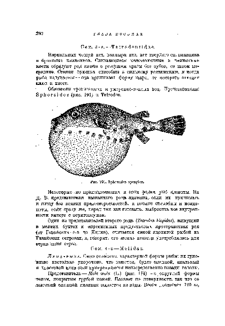 Нормальных чешуй нет, панцыря нет, нет твердого сп. плавника и брюшных плавников. Сливающиеся межчелюстные и челюстные кости образуют род клюва с режущим краем без зубов, со швом посредине. Стенки брюшка способны к сильному растяжению, и когда рыба надувается — она принимает форму шара, от которого отходят клюв и хвост.