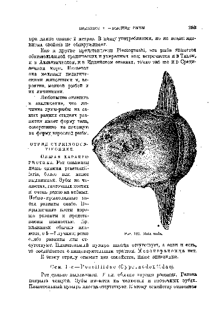 Общая характеристика. Рот окаймлен лишь одними ргаетахП-1апа, более или менее выдвижной. Зубы на челюстях, глоточных костях и очень редко на небных.