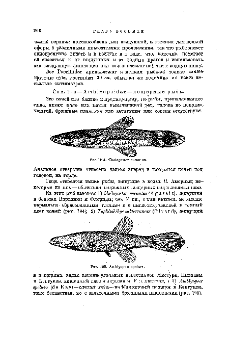 Сем. 2-е — АтЫуорзЫае — пещерные рыбы.