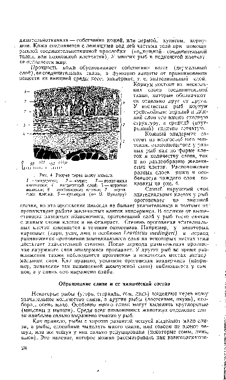 Некоторые рыбы (угорь, стерлядь, сом, линь) выделяют через кожу значительное количество слизи, а другие рыбы (лососевые, окунь), наоборот, очень мало. Особенно много слизи могут выделять круглоротые (миксины и миноги). Среди всех позвоночных животных отделение слизи наиболее сильно выражено именно у рыб.