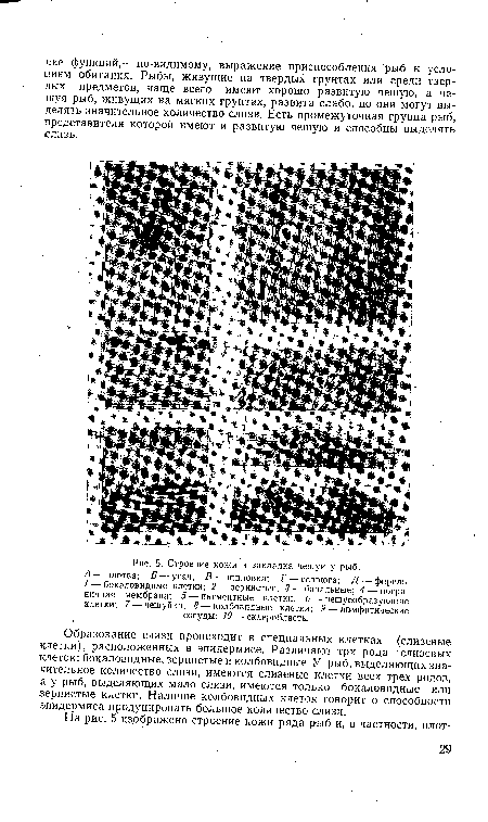 Образование слизи происходит в специальных клетках (слизевые клетки), расположенных в эпидермисе. Различают три рода слизевых клеток: бокаловидные, зернистые и колбовидные. У рыб, выделяющих значительное количество слизи, имеются слизевые клетки всех трех родов, а у рыб, выделяющих мало слизи, имеются только бокаловидные или зернистые клетки. Наличие колбовидных клеток говорит о способности эпидермиса продуцировать большое количество слизи.