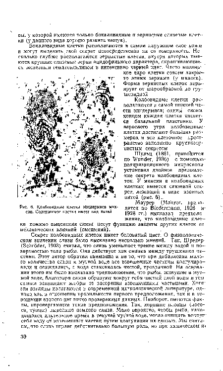 Шульц (1861, приводится по Wunder, 1936) с помощью поляризационного микроскопа установил двойное преломление секрета колбовидных клеток. У миксин в колбовидных клетках имеется слизевой секрет, лежащий в виде извитых нитей (рис. 6).